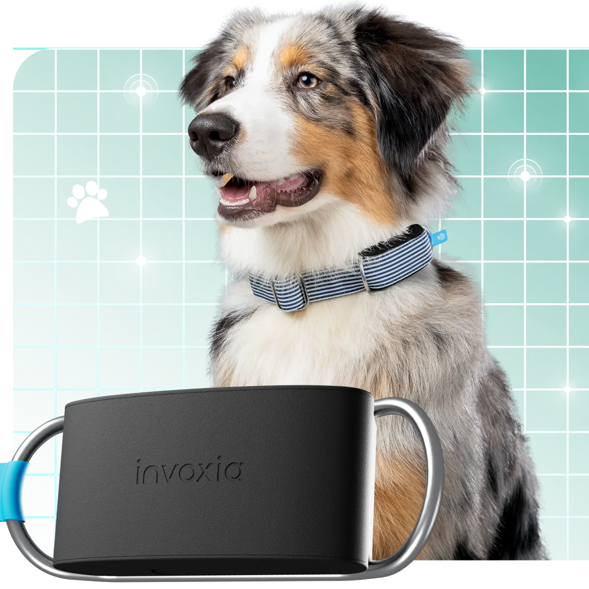 A dog wearing a Minitailz