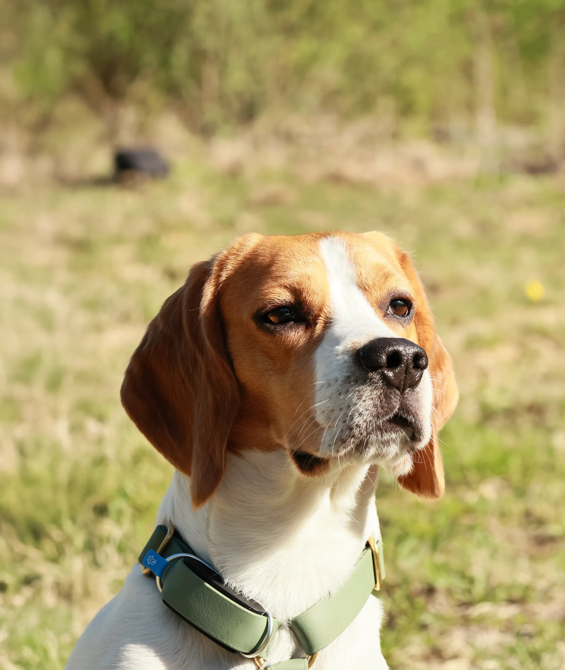 Un Beagle assis dans l'herbe regardant au loin, portant un collier Minitailz