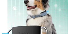 A dog wearing a Minitailz