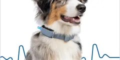 A dog wearing a Minitailz