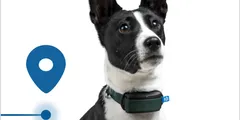 A dog wearing a Minitailz