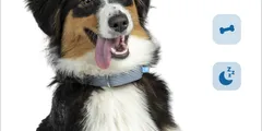 A dog wearing a Minitailz