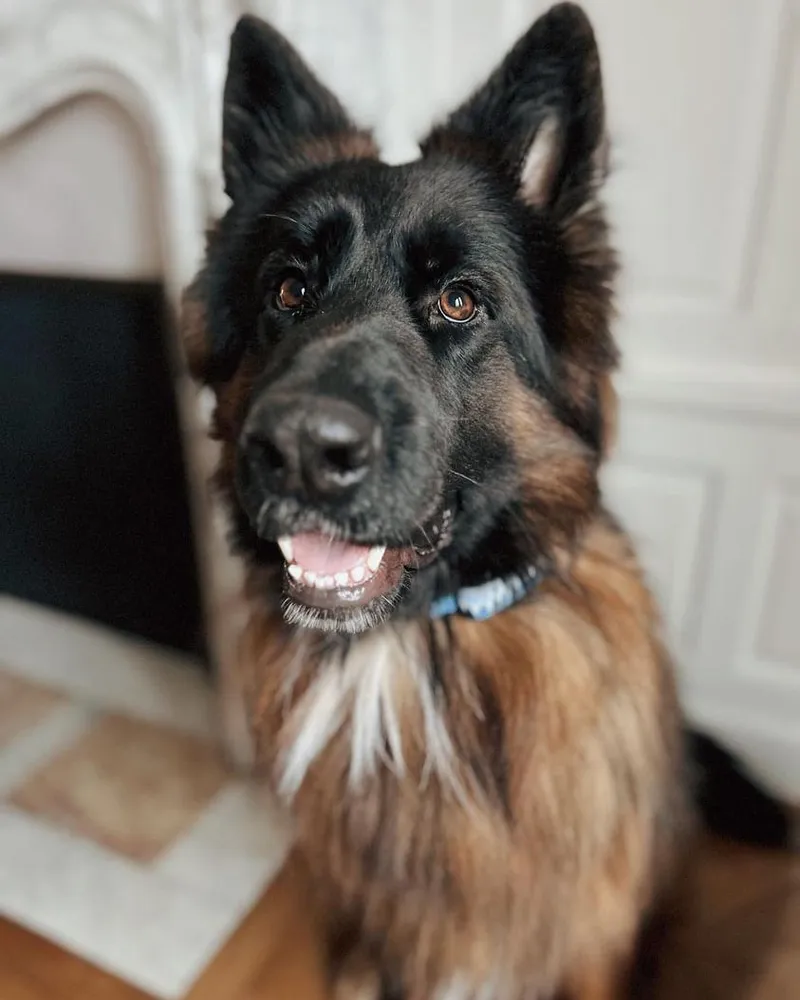 A German Shepherd dog sitting indoors, wearing a yellow Invoxia Biotracker collar.