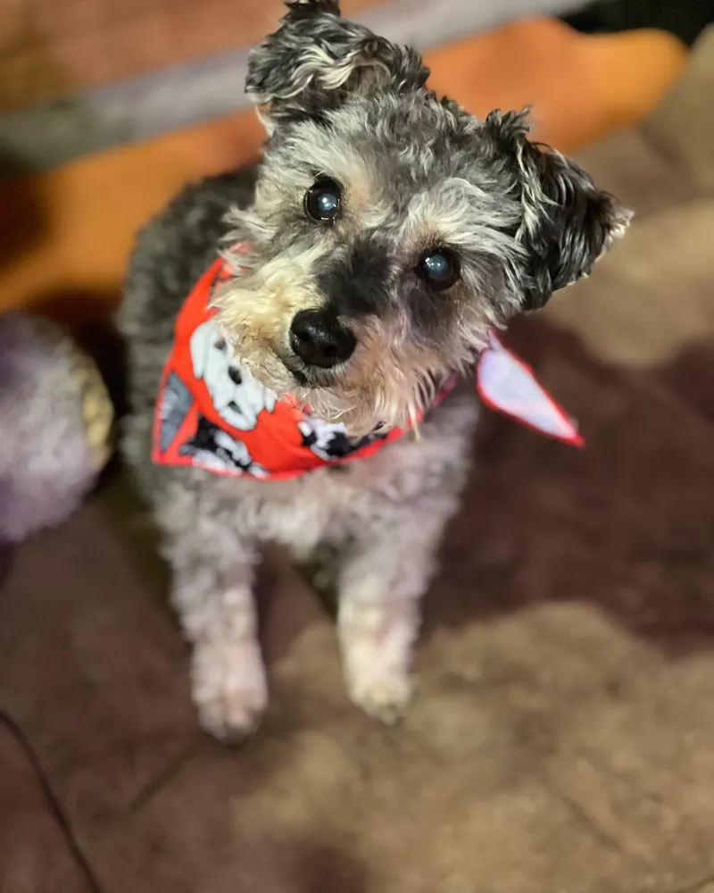 A small gray Schnauzer mix wearing a red bandana with a skull pattern, sitting indoors.