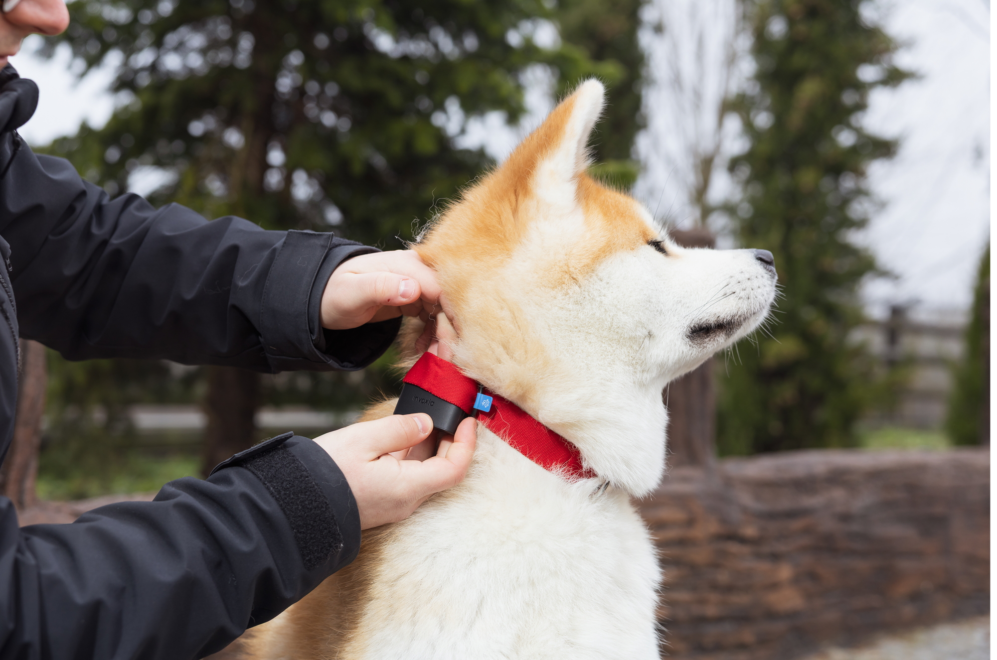A dog wearing a Minitailz in a red collar